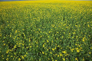 休闲种田生活模拟新作《Cattle Country》发布试玩版